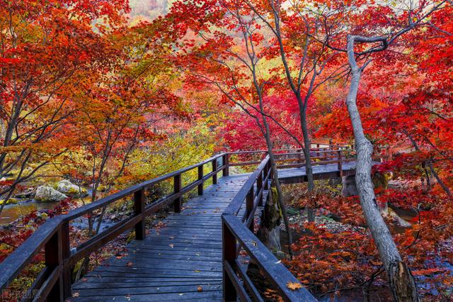 秋天银杏十大绝美诗句，咏上海001号古银杏树