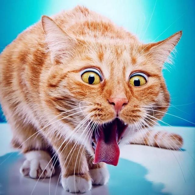 猫吃的食物还能吃吗，紧急通知：猫咪的食物禁忌清单