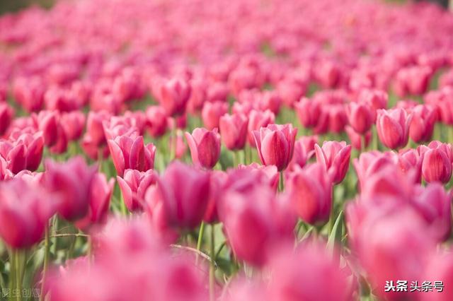 有压力才有动力，什么叫做压力才有动力（调节好压力，才有动力）