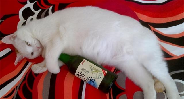 猫咪吃什么东西能危害到生命，别再给猫咪吃这些食物
