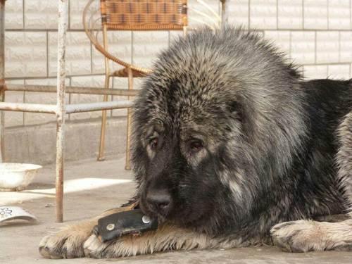 俄罗斯高加索犬，俄罗斯名犬高加索介绍