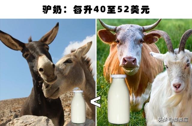 最贵重的四种蓝色动物，身价堪比一辆豪华跑车