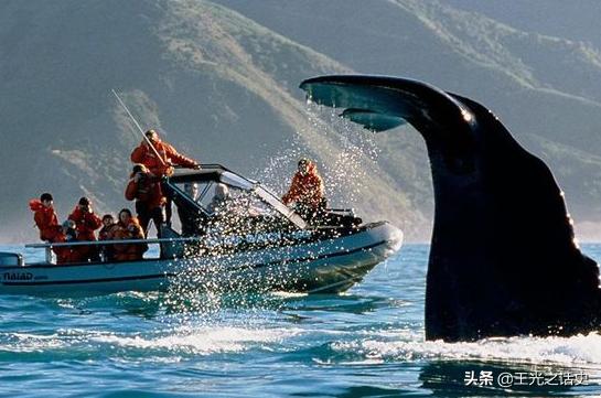 新西兰是发达国家吗，新西兰成为发达国家的原因（凭什么成为发达国家）