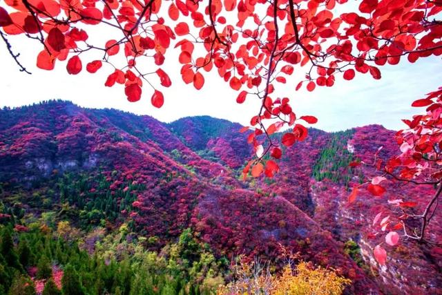 沂水打造5a景区，沂水县沂蒙花开旅游区成功创建国家4A级旅游景区