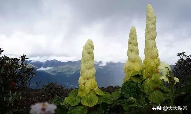 姬松茸十种吃法，林芝松茸的一万种