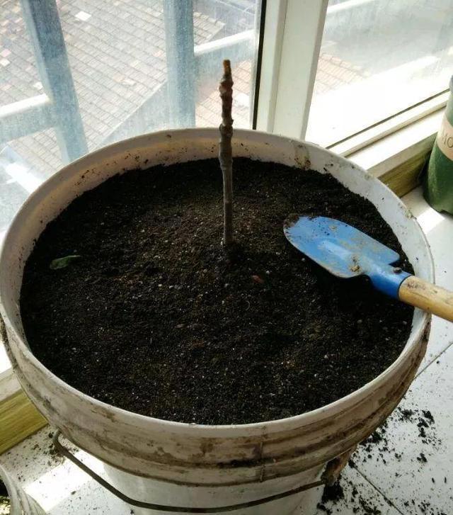 适合懒人种植的野菜，别再费劲到处去挖荠菜了