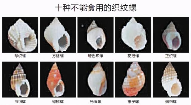 花螺有寄生虫吗，不能吃的10种螺
