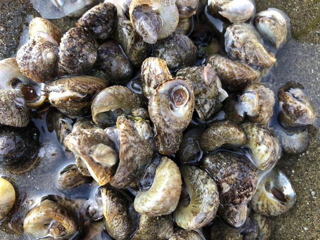 赶海捡回来的小海螺怎么养，实地分享赶海经验