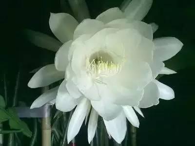 花语代表治愈的花，100种花的花语养养眼