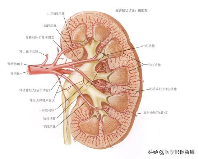 肾脏解剖结构讲解，浅话肾脏的解剖结构