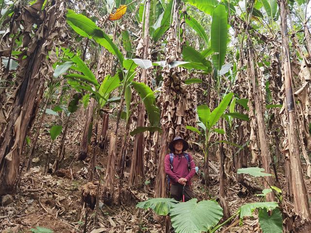 大王山森林公园，东莞大屏嶂森林公园官网