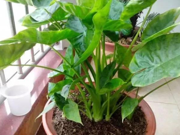 滴水观音开花寓意着什么，花语是志同道合