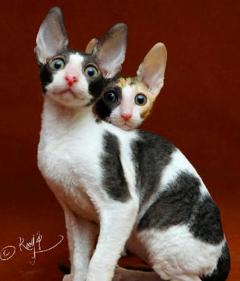 10种最聪明的卷毛猫，人气超高却买不起的猫