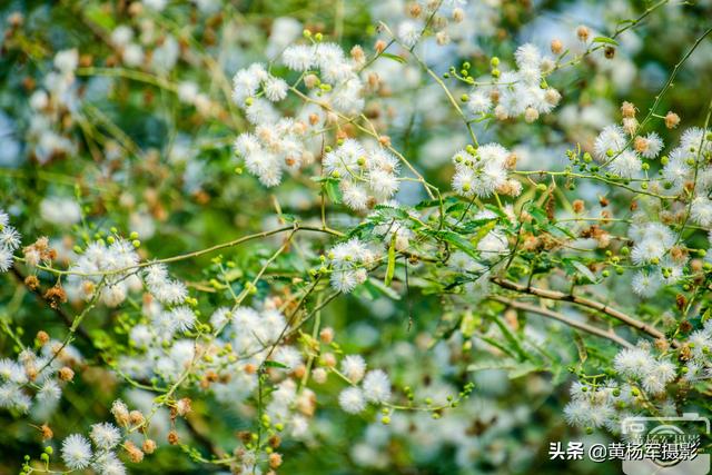 世界上最漂亮的薰衣草花，世界上十大绝美花海