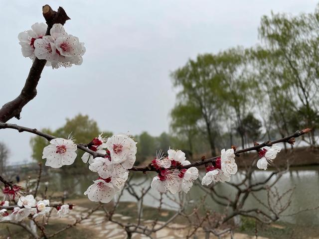 沾衣欲湿杏花雨的下一句，沾衣欲湿杏花雨后面一句是什么（吹面不寒杨柳风。诗句常被引用）