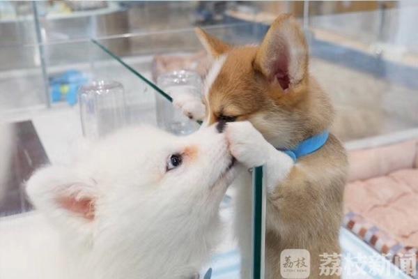 最大型的宠物市场，用领养代替购买