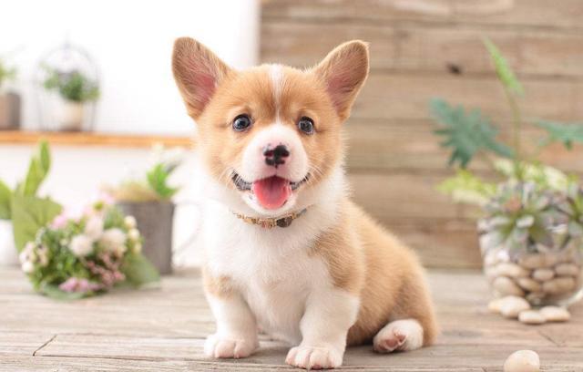 纯种柯基犬的特征，纯种柯基犬都有的5大特征