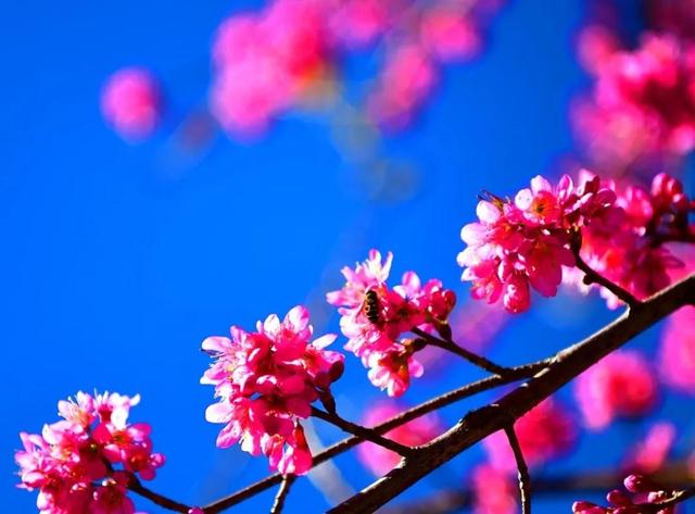 樱花盛开四季如春，冬樱花热闹开放
