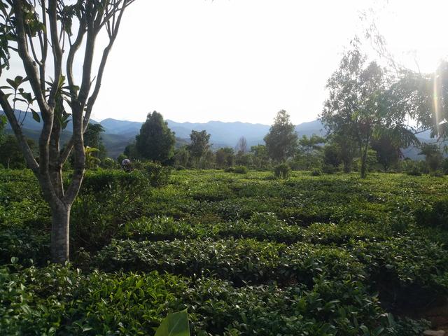 百年树龄的古树，古树老树大树