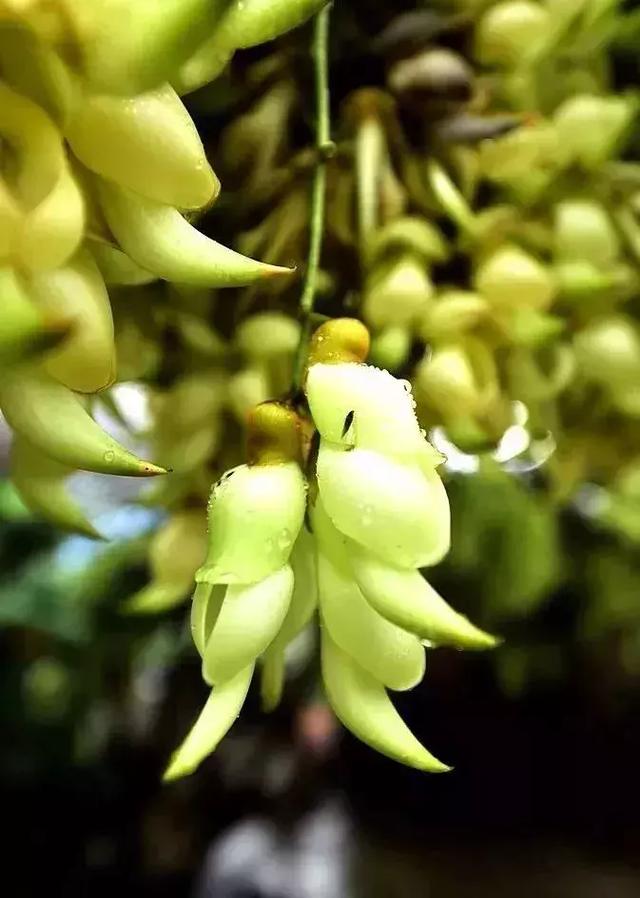 广州禾雀花观赏地，禾雀花美翻三月天