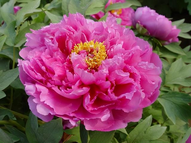 世界上最漂亮的花，世界上最美丽漂亮花（朵花，你知道几个）