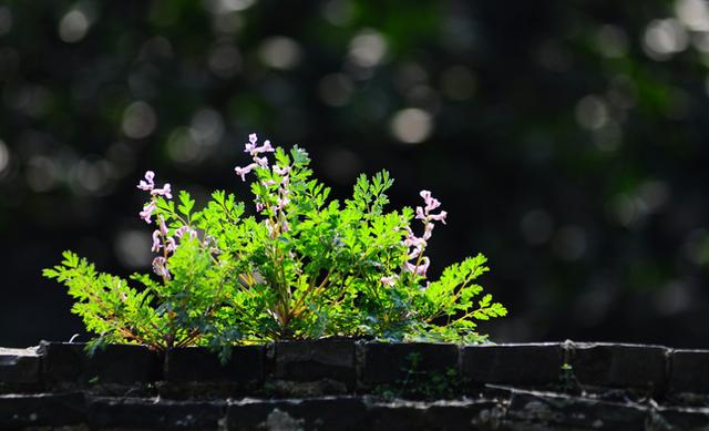 山中留客诗词欣赏，原创诗词杜明新