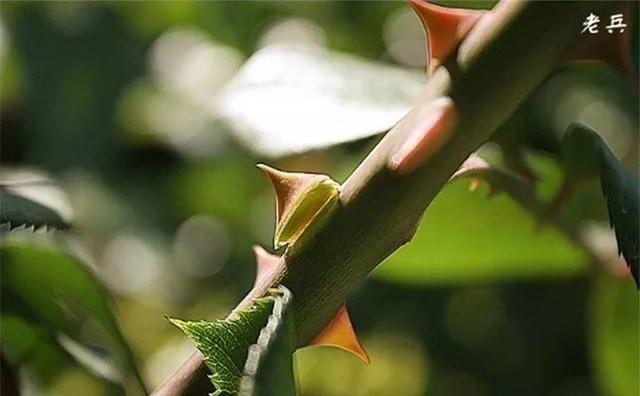 12个街头常见骗术，这些花市门口的骗术