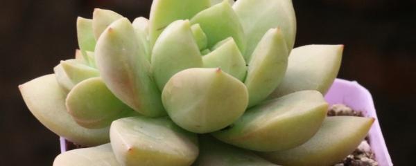 盆栽多肉怎么培育好活的，用一个“小技巧”