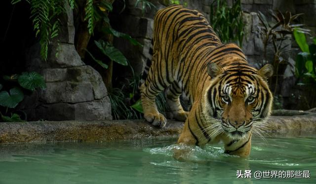 老虎没有了牙齿还有攻击力吗，老虎贵为百兽之王