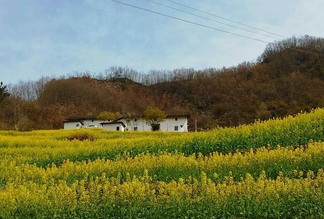 油菜苗吃法大全，油菜苗泡菜更有劲道