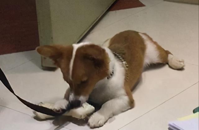 柯基吃的食物，这几种食物对柯基犬很