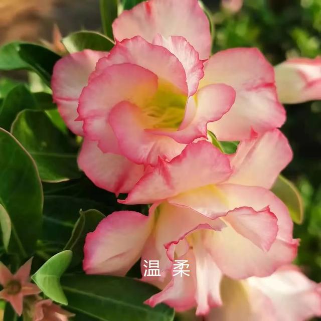 沙漠玫瑰怎么养，沙漠玫瑰的养殖方法多久能开花（真正会养的只需做5点）