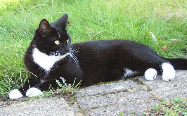 奶牛猫是什么品种，黑白猫跟奶牛猫怎么区分（都说别养奶牛猫）