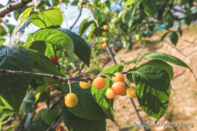 安吉旅游必去的景点，安吉旅游攻略必去景点推荐