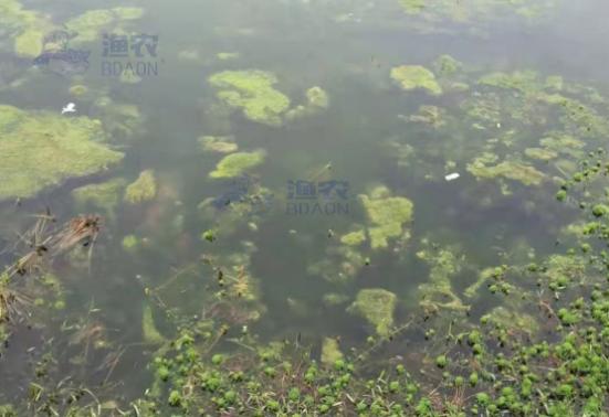 青苔怎么快速清除，怎么清除青苔最快（菜农朋友可用这2招除去）