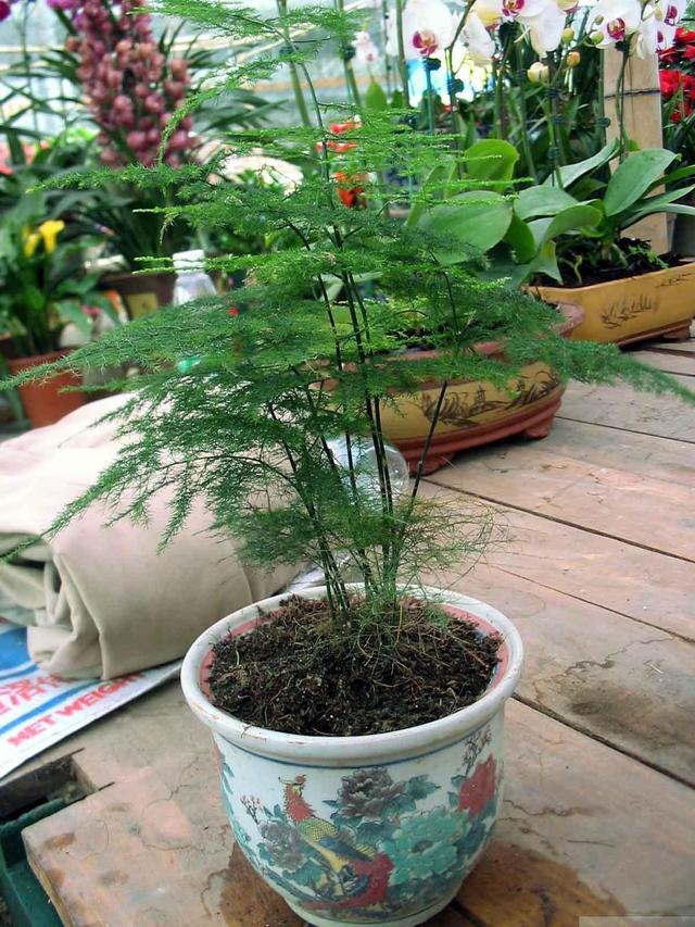 文竹为什么容易开花，撒花盆长出一片小苗子