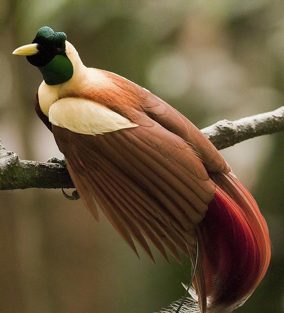 各国国鸟有哪些，世界各国国鸟大全