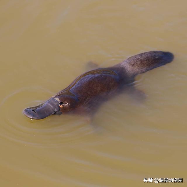 世界上最原始的动物鸭嘴兽，作为最古老原始的哺乳动物之一