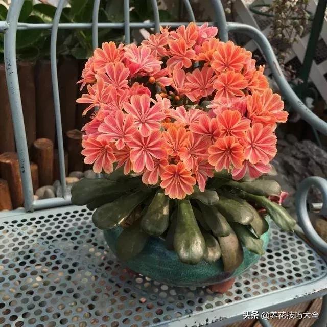四季开花的花卉，十种四季开花的花卉有哪些（俏丽多姿的花卉）
