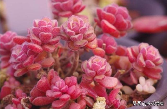 多肉换盆后需要注意哪些事项，多肉植物现在换盆正当时