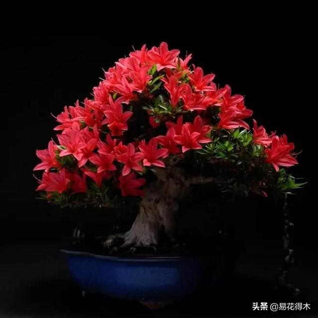 杜鹃花养护注意这几点，要牢记这5点