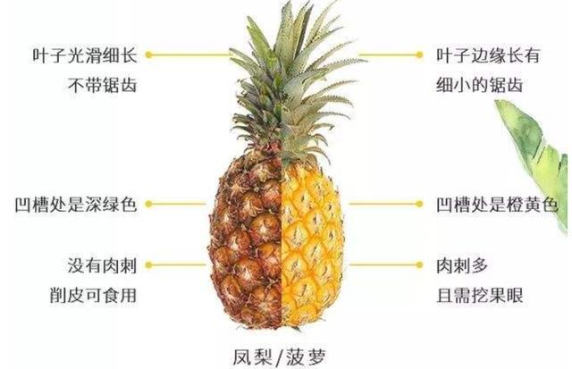 菠萝和凤梨有什么区别，别再傻傻分不清了（凤梨与菠萝有什么差别）