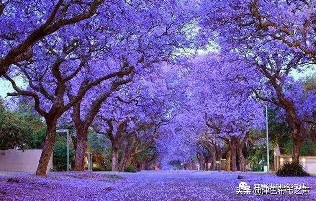 津巴布韦总统现状，津巴布韦总统埃默森·姆南加古瓦在“杂交水稻援外与世界粮食安全”国际论坛上的致辞