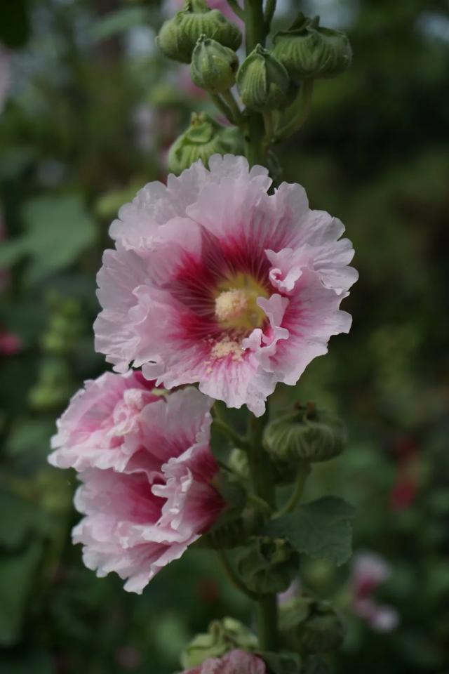 北京必玩景点排名，北京必玩的十个景点排名榜单（北京最值得去的12个景区）