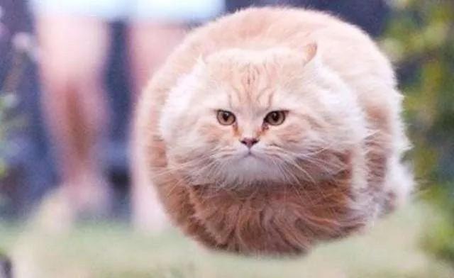 猫肥胖过度(猫太肥胖会影响健康吗)