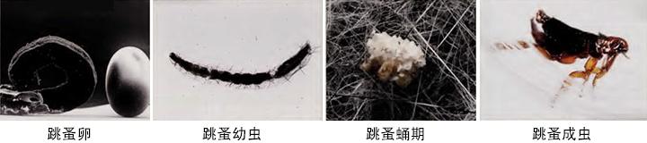 书生记录历史流氓创造历史，改变历史的跳蚤