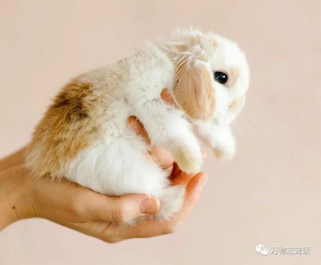 宠物兔可以吃吗，宠物兔养太大了能吃吗