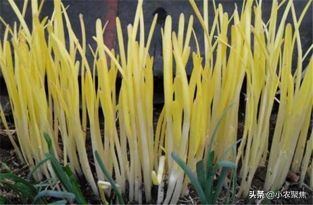 露地韭黄种植方法，浅议韭黄高产栽培技术