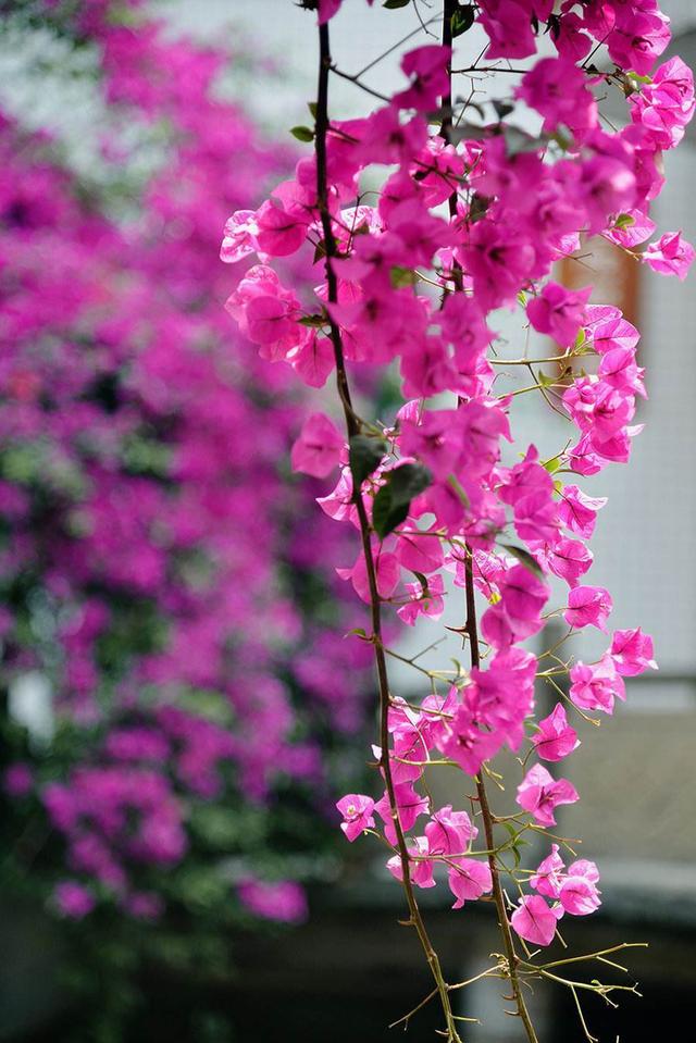 三角梅怎么修剪，三角梅开花过后如何修剪