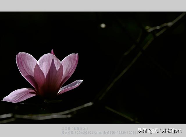 小景深效果花卉摄影技巧，花卉摄影如何拍出质感